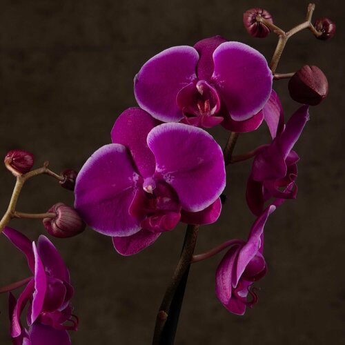 Орхидея Фаленопсис Претория 2 ст