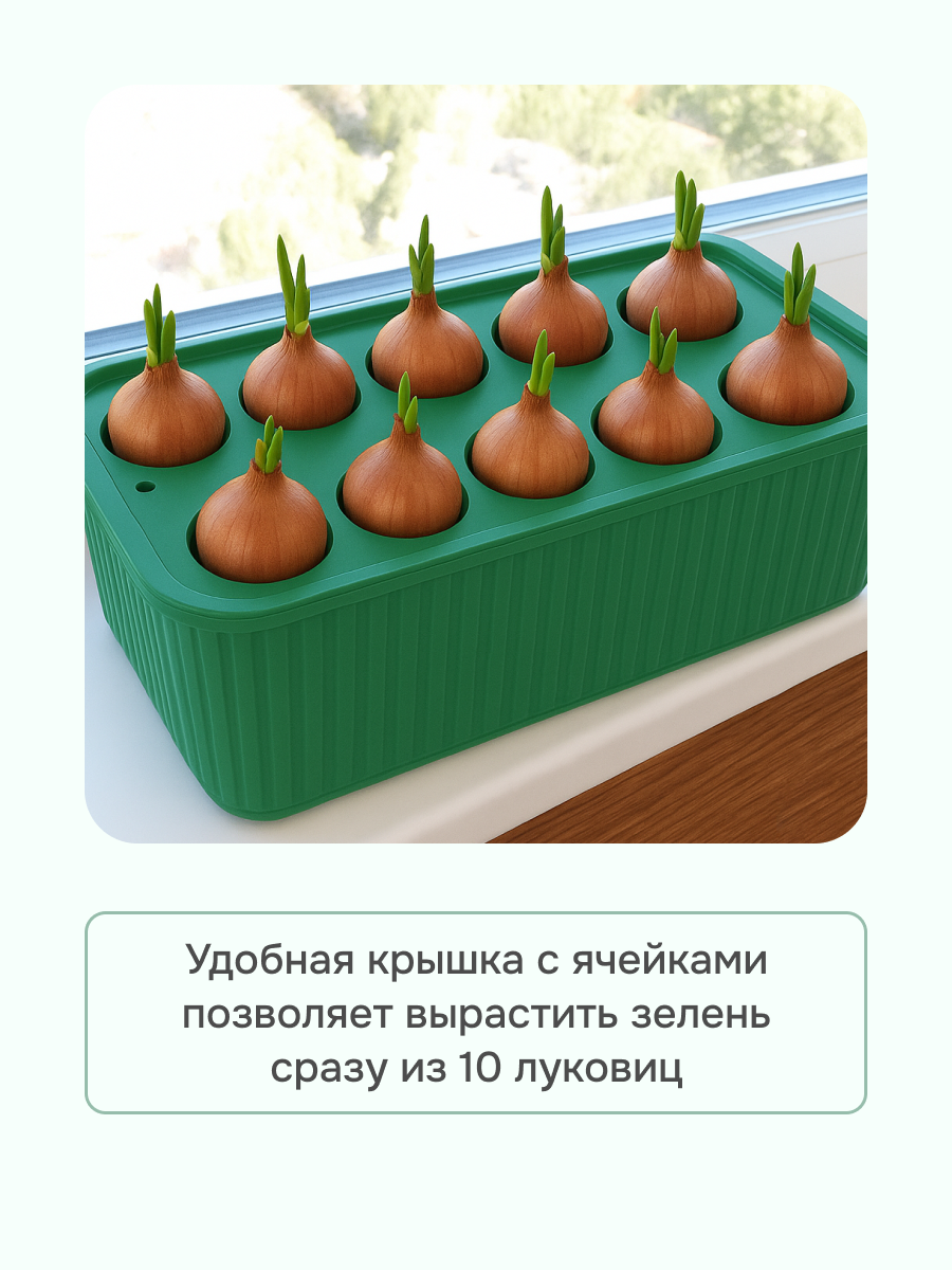 Лоток для выращивания зеленого лука — фото 1