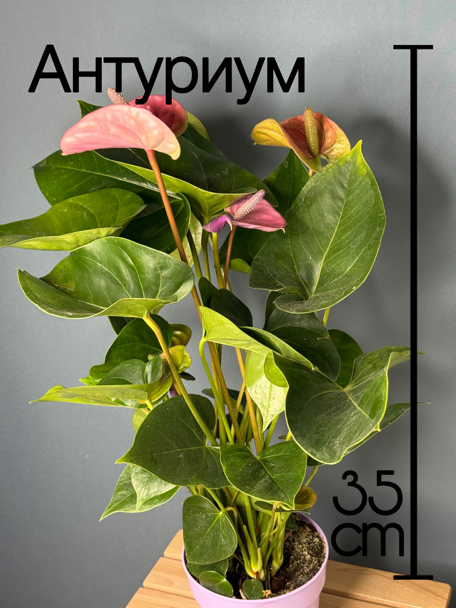 Антуриум Андре (Anthurium andreanum) — эффектное тропическое растение с глянцевыми листьями и розово-красными соцветиями