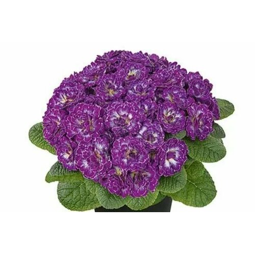 Примула Прима Беларина Пёрпл Дан (Primula Belarina Purple Dawn) махровая