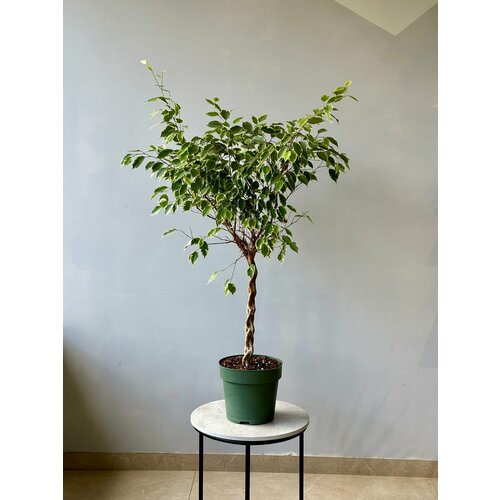 Фикус Бенджамина Голден Кинг д27