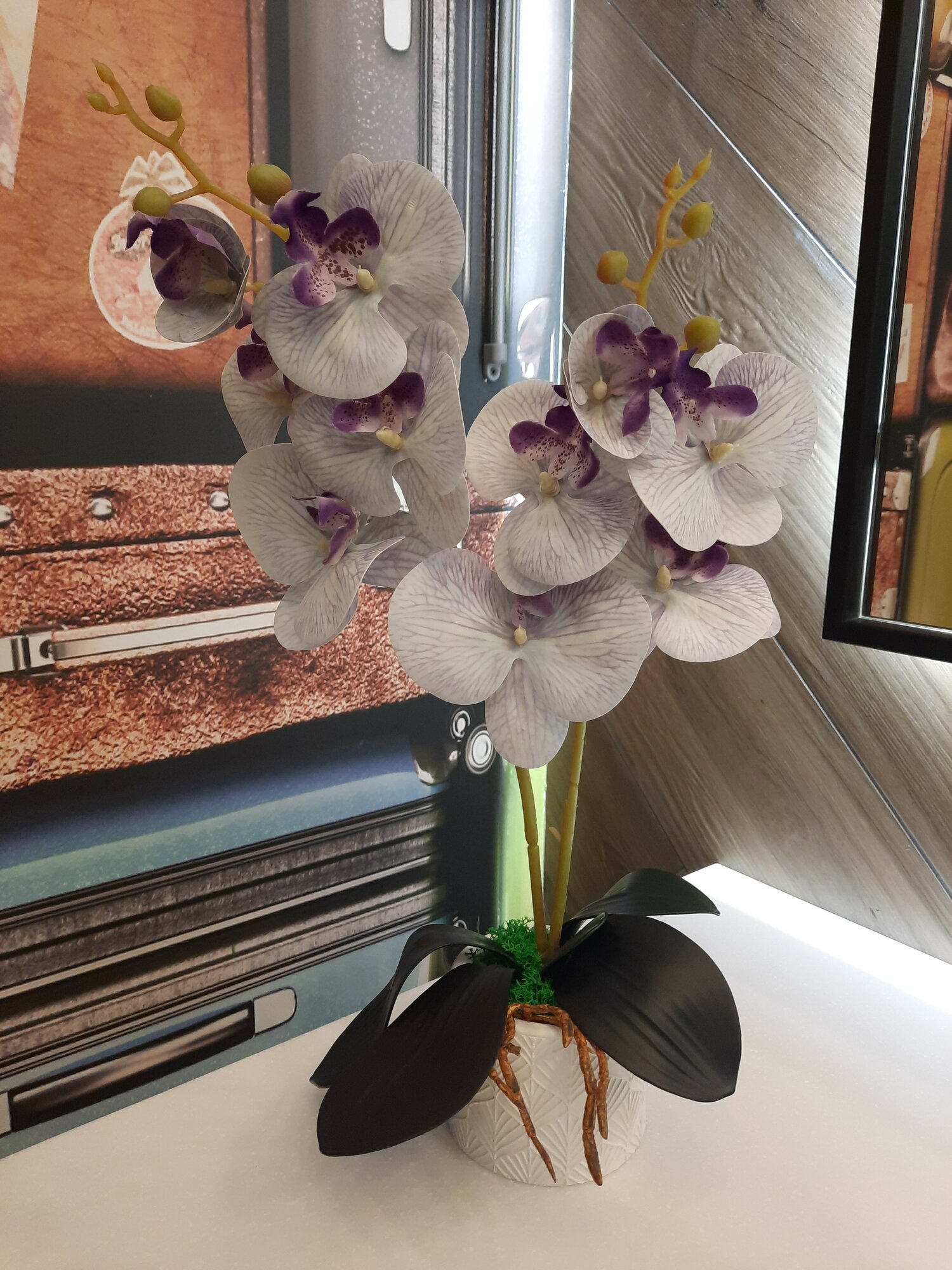 Орхидея "Прекрасный дуэт" бело-фиолетовая