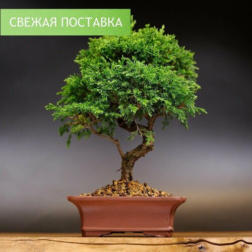 Бонсай Можжевельник, 29см, 20 лет