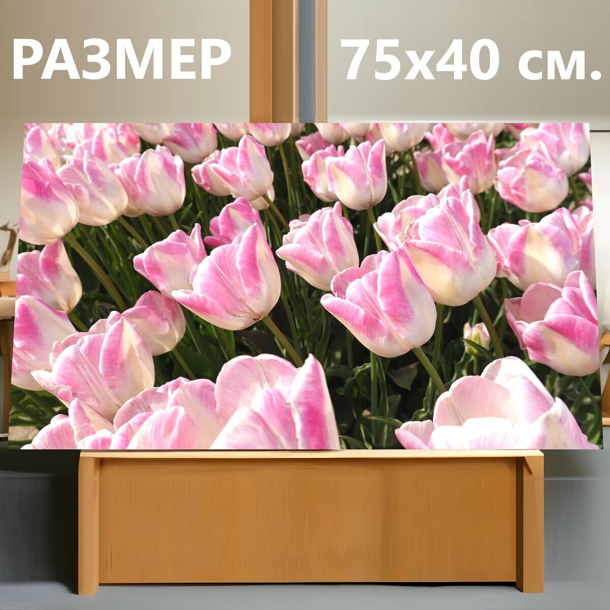 Картина на холсте "Тюльпаны, розовый, поля тюльпанов" на подрамнике 75х40 см. для интерьера