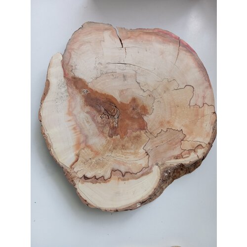 Спил дерева клен , подставка , заготовка для поделок 1шт