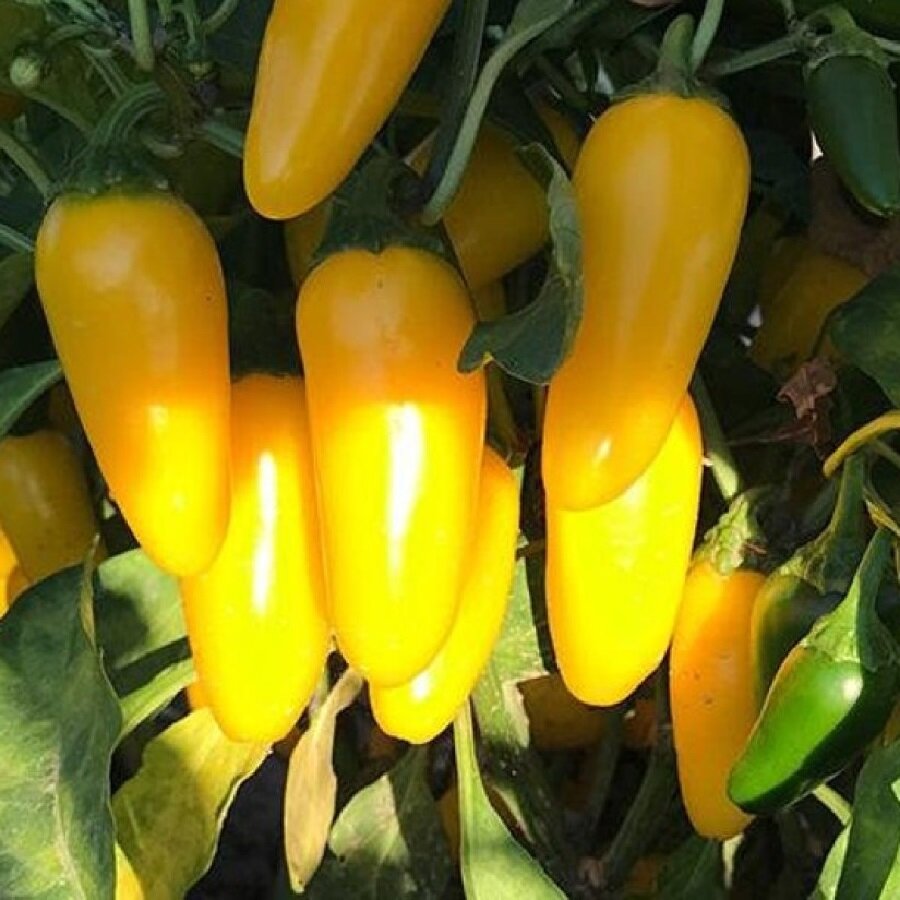 Семена Deodar SEEDS COMPANY Перец острый Халапеньо желтый 5 шт.