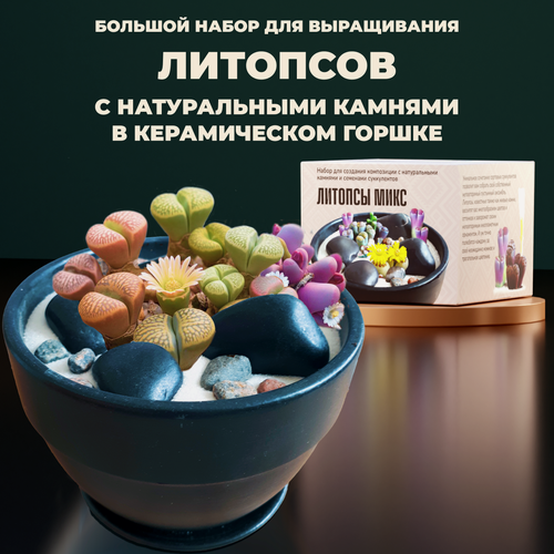 Изображение товара Набор для выращивания растений Литопсы Микс живые камни
