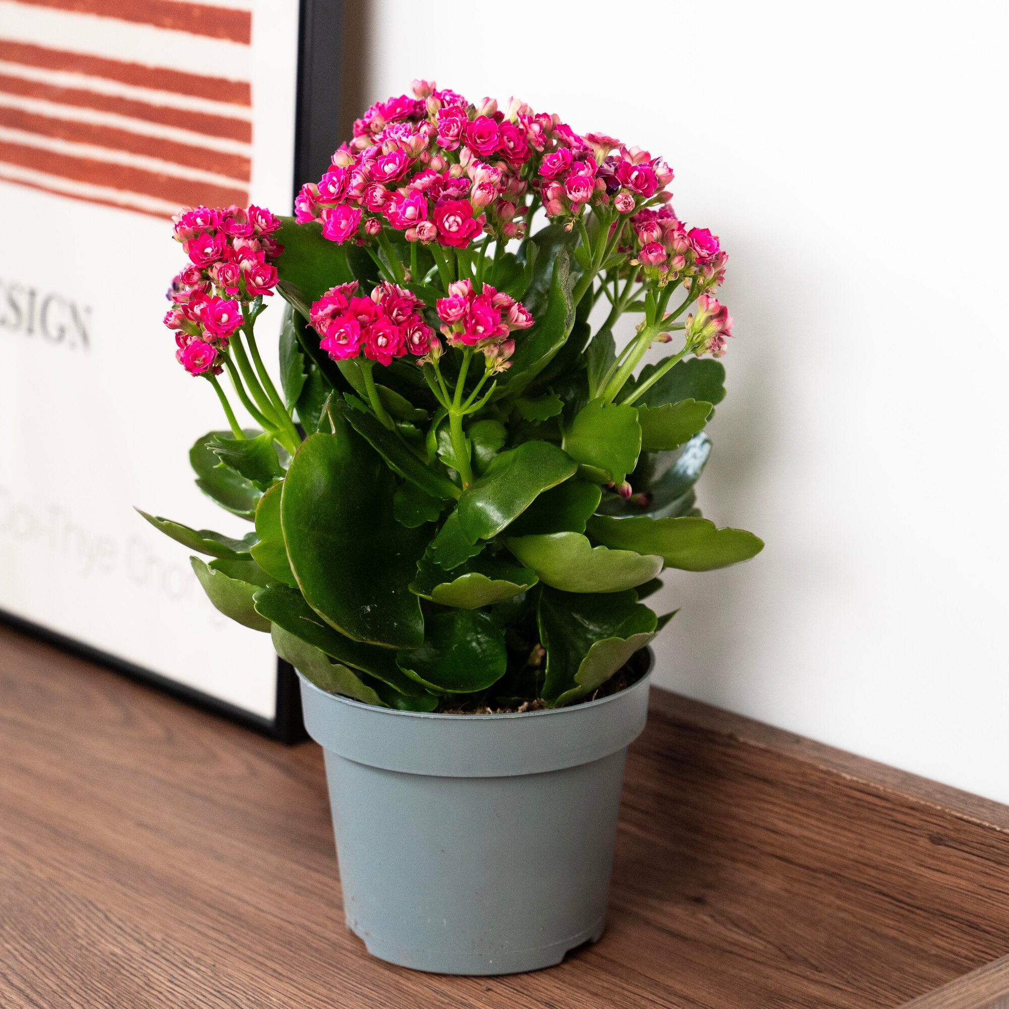 Каланхоэ комнатный розового цвета  12/30 см