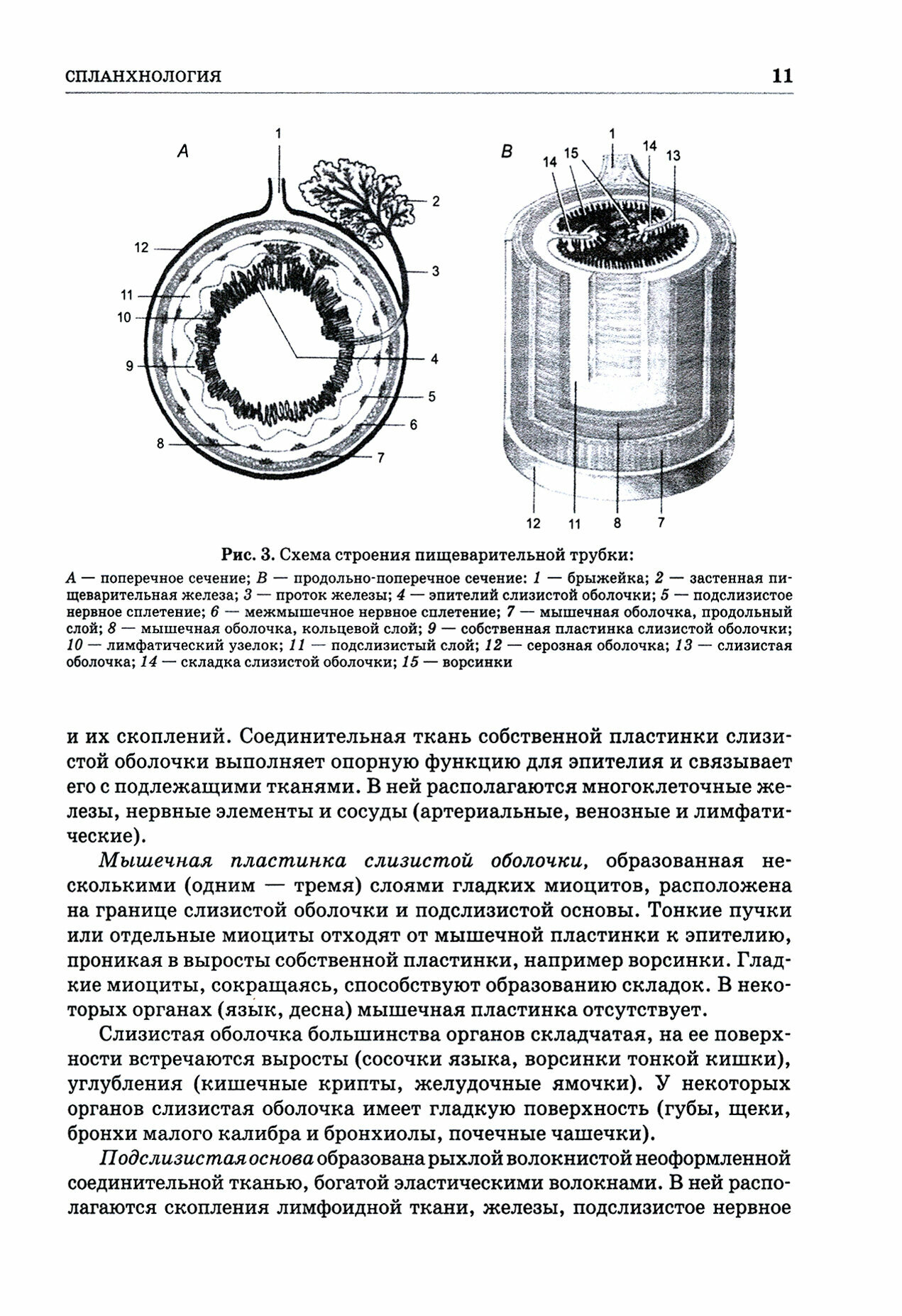 Анатомия животных Спланхнология и ангиология Практикум Учебное пособие для вузов - фото №4