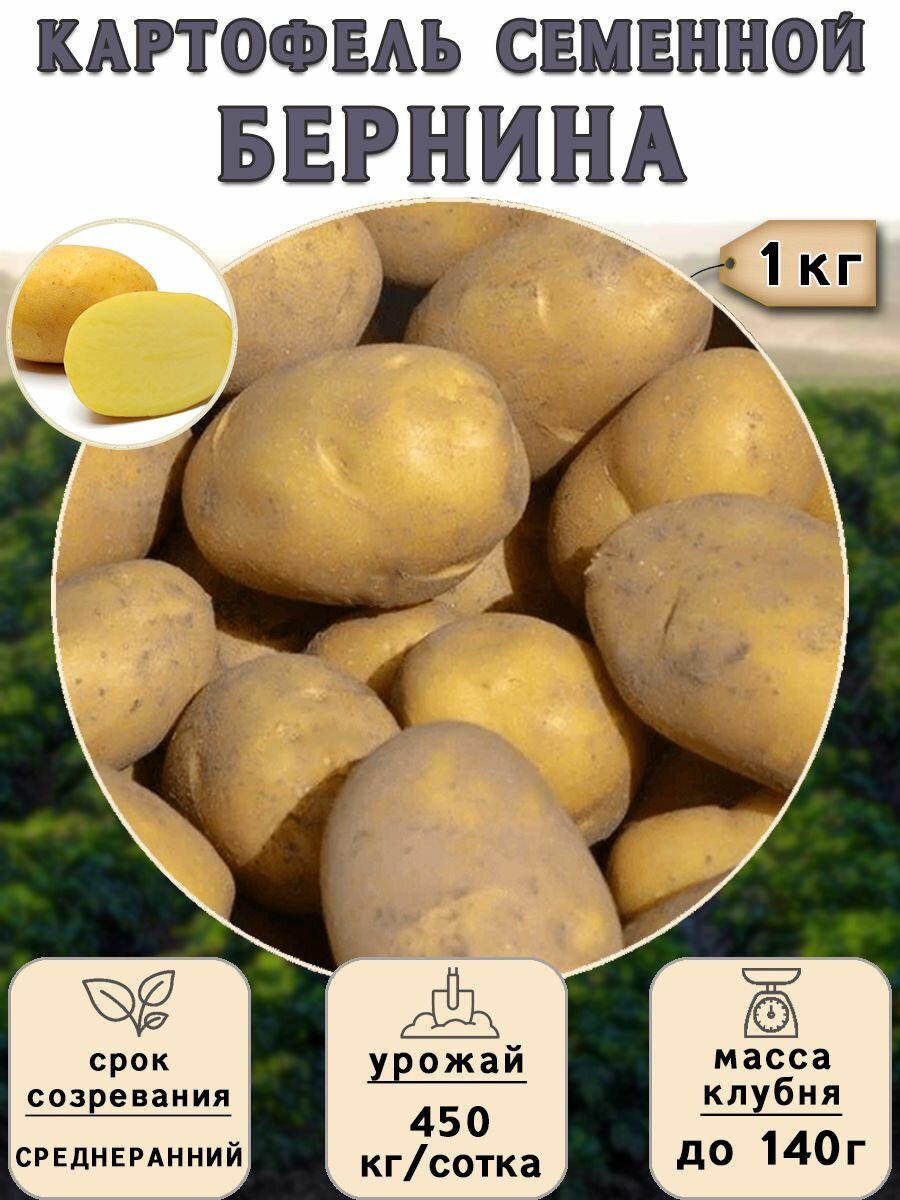 Картофель семенной на посадку Бернина (суперэлита) 1 кг Среднеранний - фотография № 1