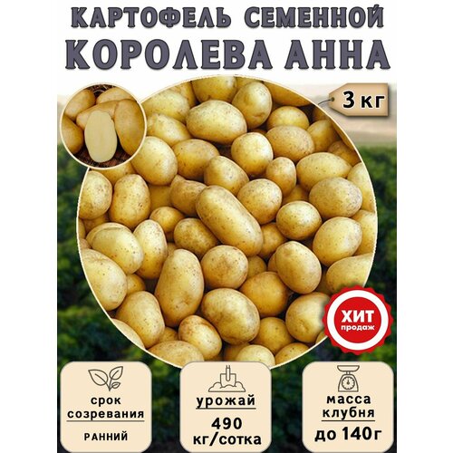 Клубни картофеля на посадку, Королева Анна, (суперэлита) 3 кг Ранний