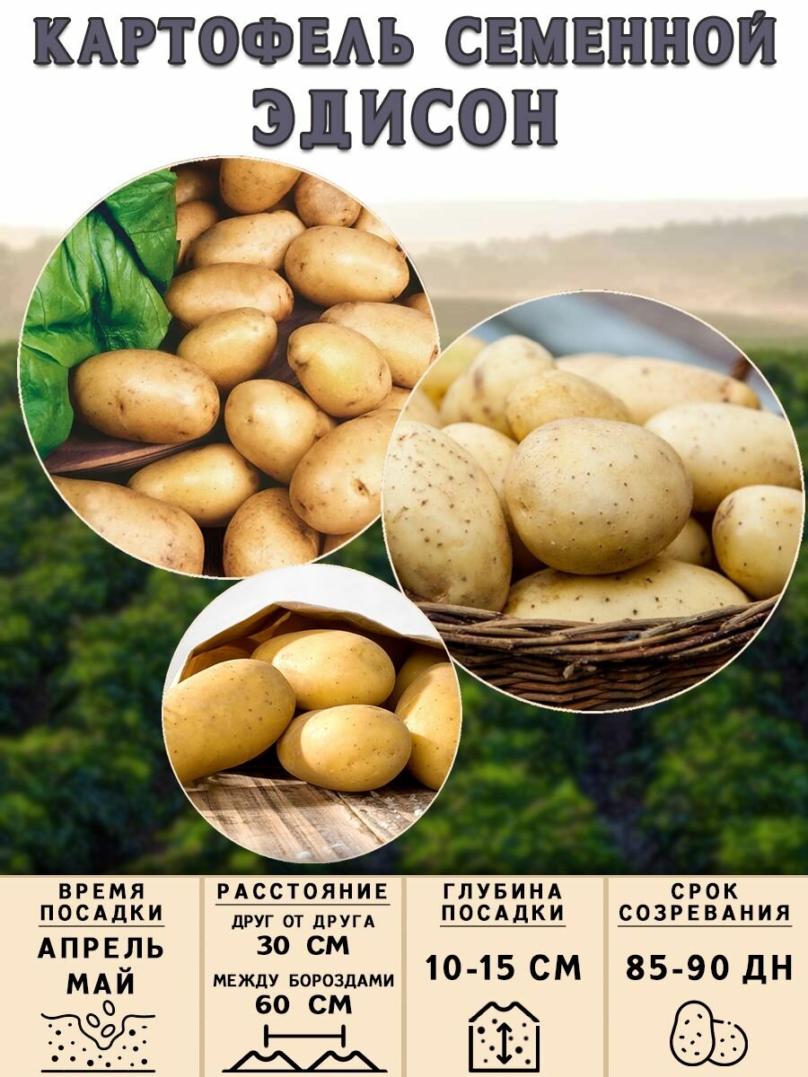 Клубни картофеля на посадку Эдисон (суперэлита) 2 кг Среднеранний - фотография № 3