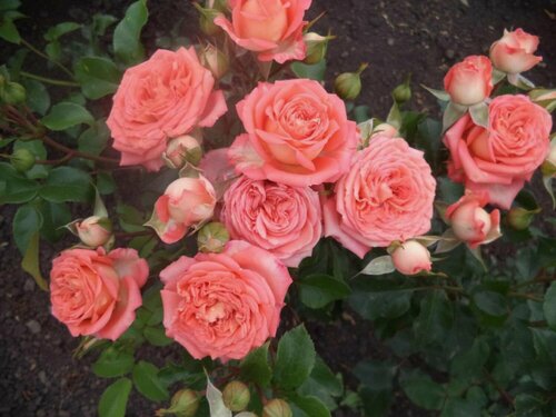 Изображение товара Роза спрей Барбадос (Barbados) / 1 шт, ароматный, непрерывноцветущий сорт