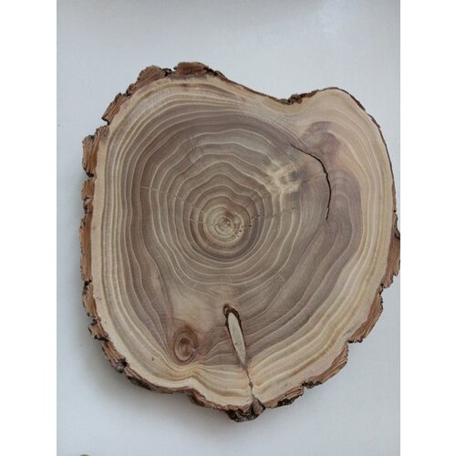Спил дерева карагач, подставка заготовка для творчества 1 шт