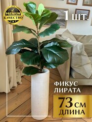 "Фикус Лирата MintOnly" - напольный цветок для дома и офиса