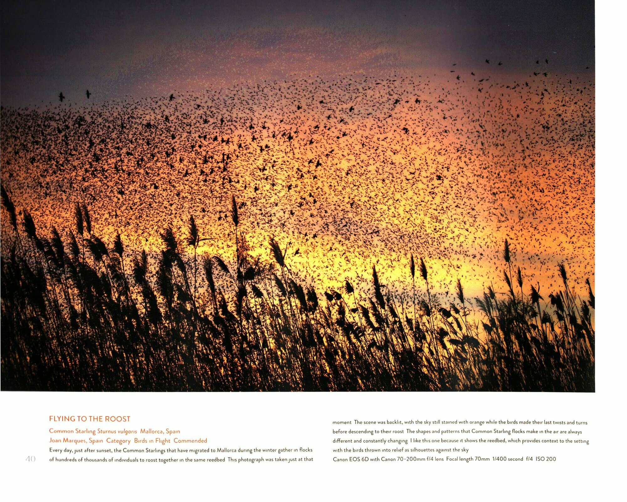 Bird Photographer of the Year - фото №2