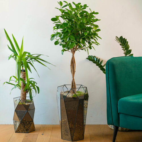 Изображение товара Живой цветок Фикус Мокламе GeoGlass, кашпо "Морковка", высота 130 см, переплетенный ствол