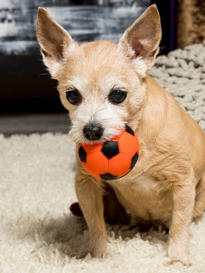 Игрушка для собак Japan Premium Pet из натурального латекса в форме футбольного мяча