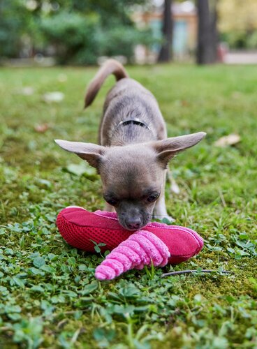 Изображение товара Игрушка для собак Japan Premium Pet интеллектуальная в виде туфельки с функцией ухода за зубами