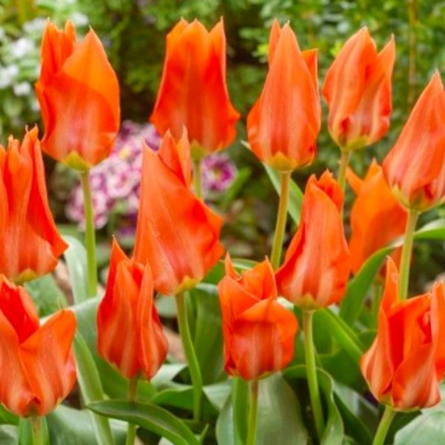 Тюльпан Park Tiger(5 луковиц)