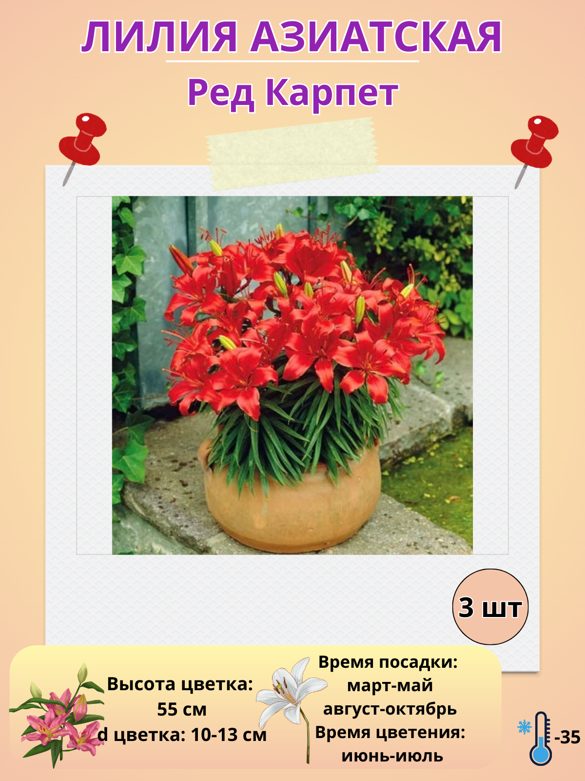 Лилия Азиатская Ред Карпет, многолетние цветы