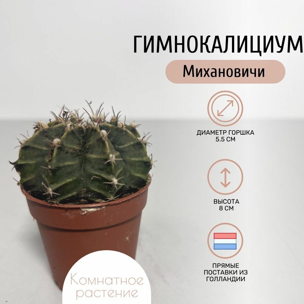 Гимнокалициум 
