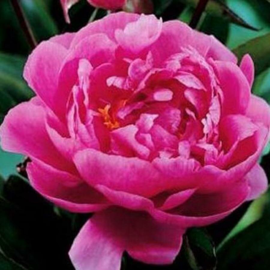 Пион молочноцветковый BOUCHELA 1шт