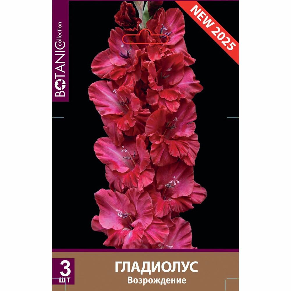 Гладиолус крупноцветковый Возрождение 3 шт
