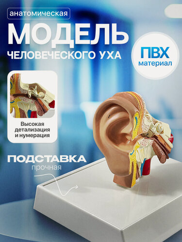 Изображение товара Анатомическая модель уха Corpo Ear, поливинилхлорид, цвет бежевый