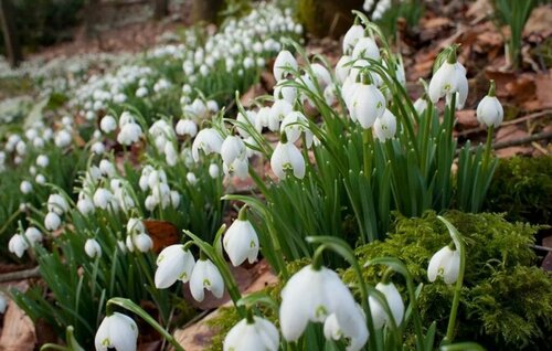 Изображение товара Луковицы подснежника Галантус 20 шт