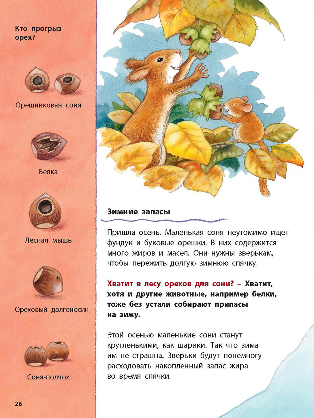 Кто такая орешниковая соня Познавательные истории - фото №9