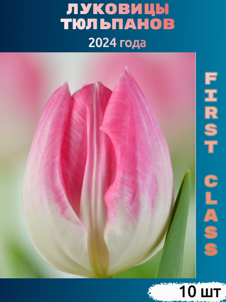 Луковицы тюльпана First class (10 шт)