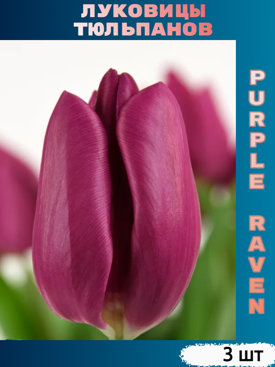 Луковицы тюльпана Purple Raven (3 шт)