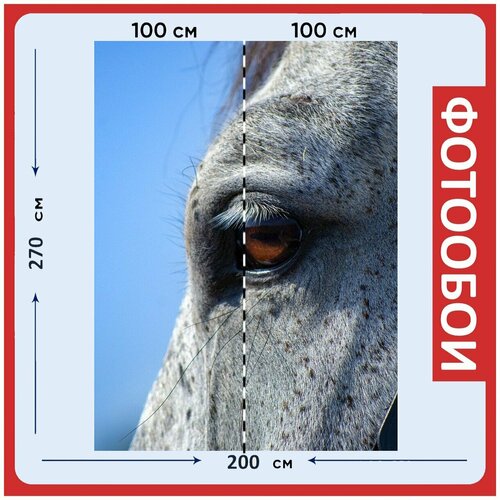 Фотообои Лошадь серый глаза 200x270 см флизелиновыена стену 2970₽