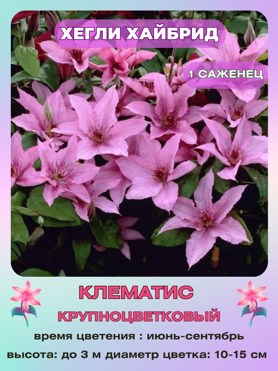 Клематис Хегли Хайбрид