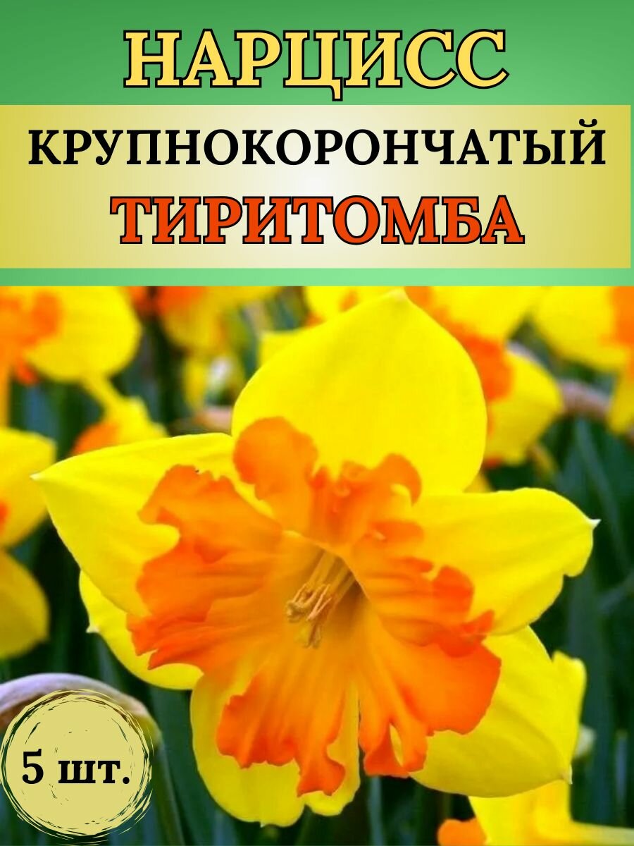 Нарциссы луковицы многолетние цветы 5 штук