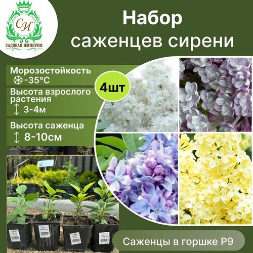 Сирень набор из 4 сортов