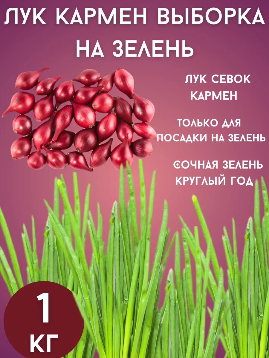 Лук севок Кармен на зелень 1кг
