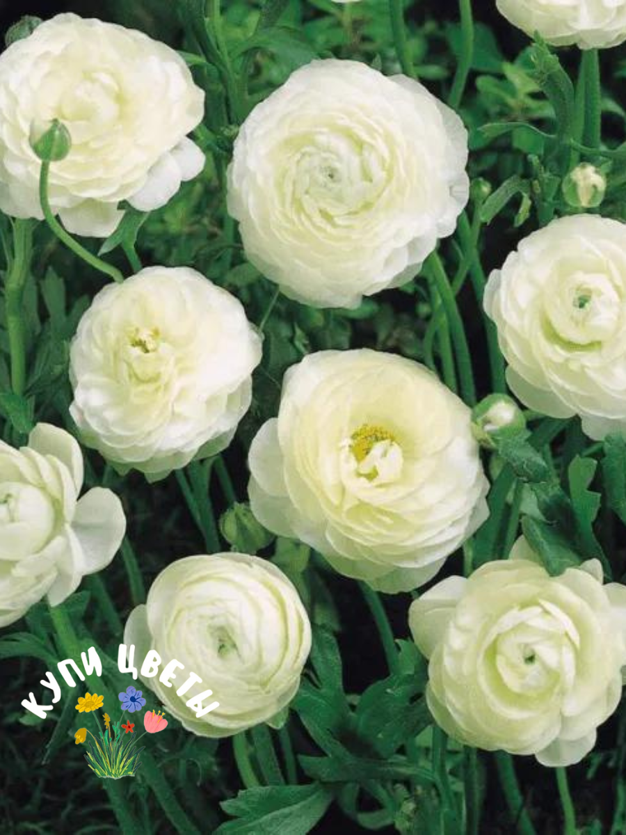 Луковицы цветов, купи цветы, Ранункулюс WHITE ( 10 луковиц )