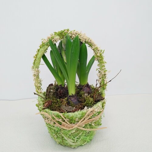 Гиацинты в корзиночке