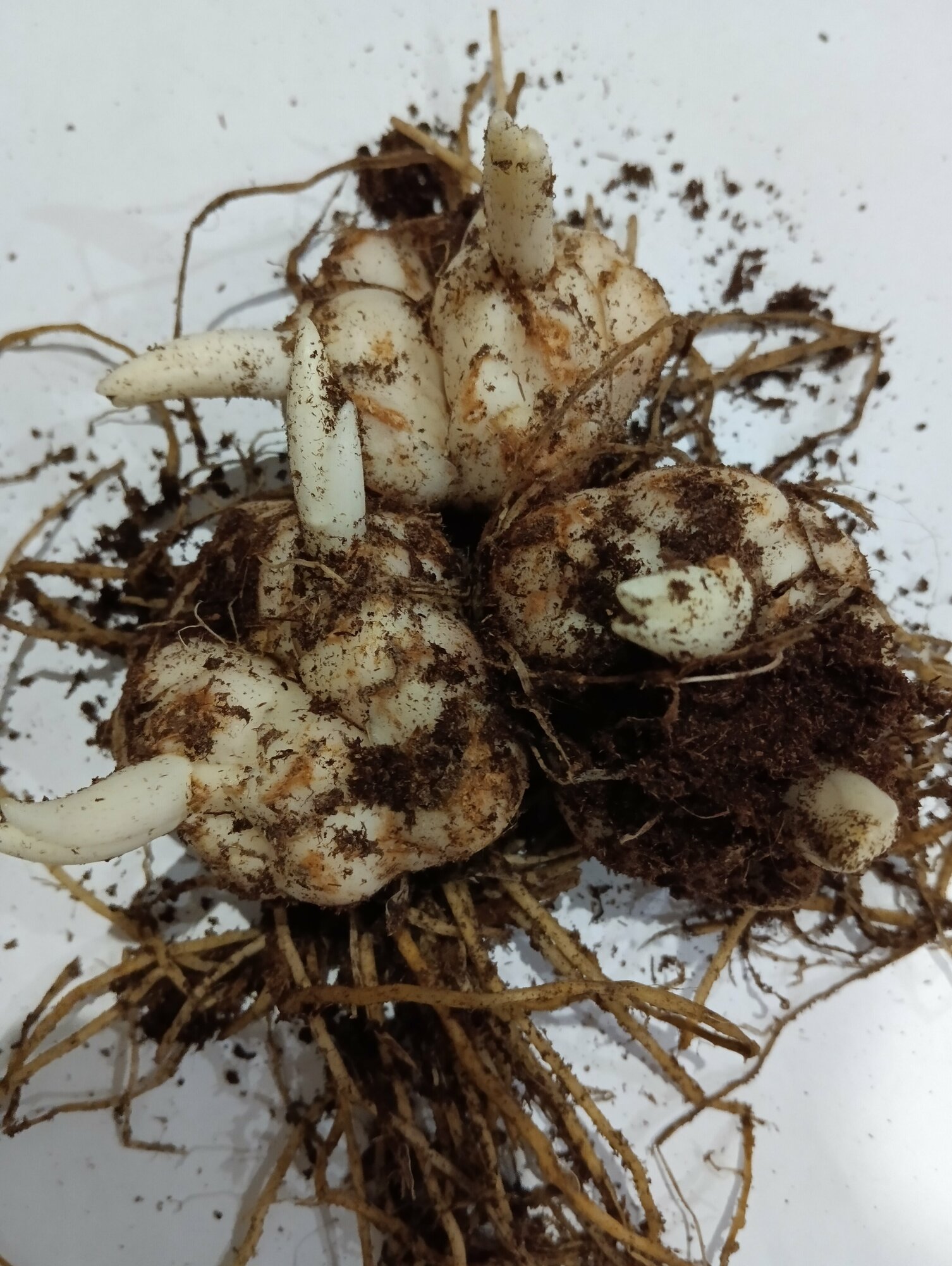 Лилия сорт "Марлен" двух-ростковые гибридные луковицы 3 шт.
