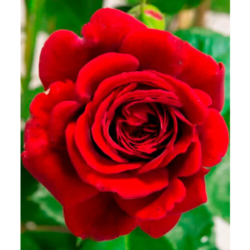Саженец роза плетистая Нахеглут роза плетистая белая мелкоцветковая саженец корнесобственнеы