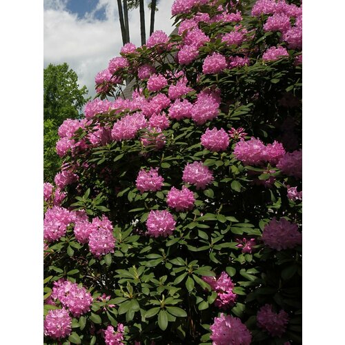 азалия рододендрон шлиппенбаха rhododendron schlippenbachii семена Семена Рододендрон крупнейший (Rhododendron maximum), 25 штук