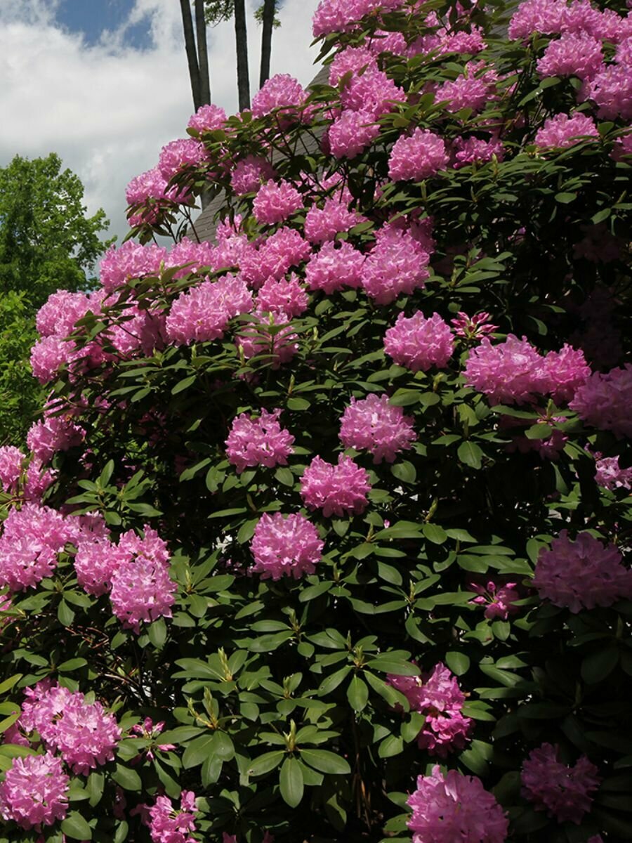 Семена Рододендрон крупнейший (Rhododendron maximum) 25 штук