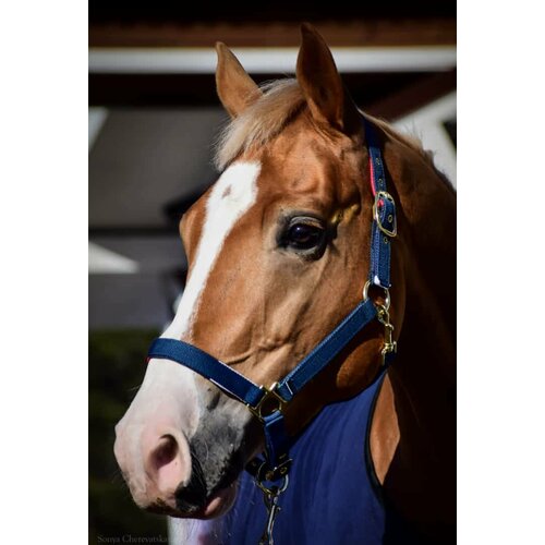 Недоуздок с флисовой подложкой синийбелыйкрасный HV Cob темно-синий золото 1500₽