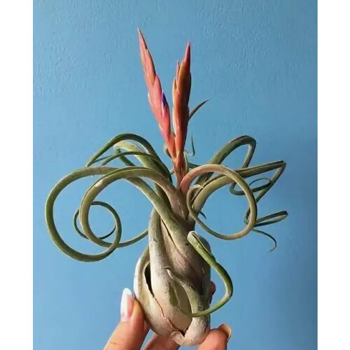 Тилландсия Медуза