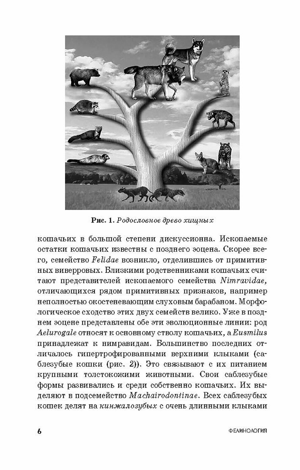 Фелинология. Учебное пособие (Блохина Татьяна Владимировна) - фото №10