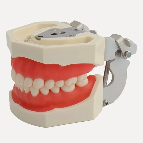 Изображение товара Учебная модель челюсти с зубами 28 шт. Dental Study Model (стоматологический фантом с мягкой десной) от Incidental