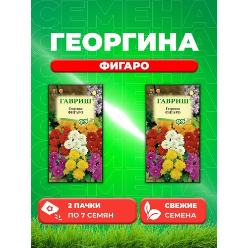 Георгина Фигаро, смесь, 7 шт, Цветочная коллекция(2уп)