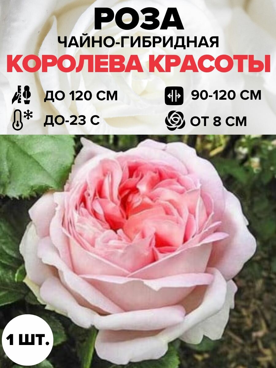 Саженцы цветов на валберис — купить по низкой цене на Яндекс Маркете